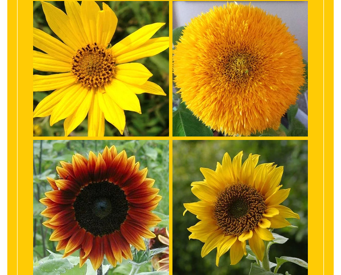 Diferentes variedades de semillas de girasol