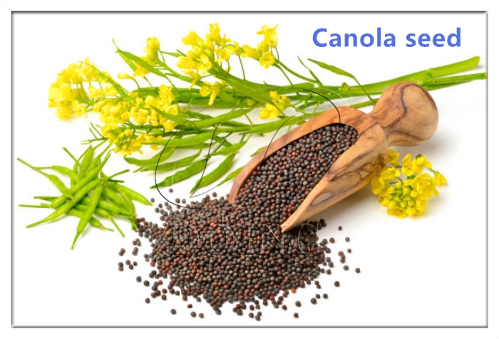 semilla de canola