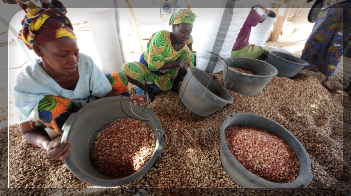 producción de maní en África